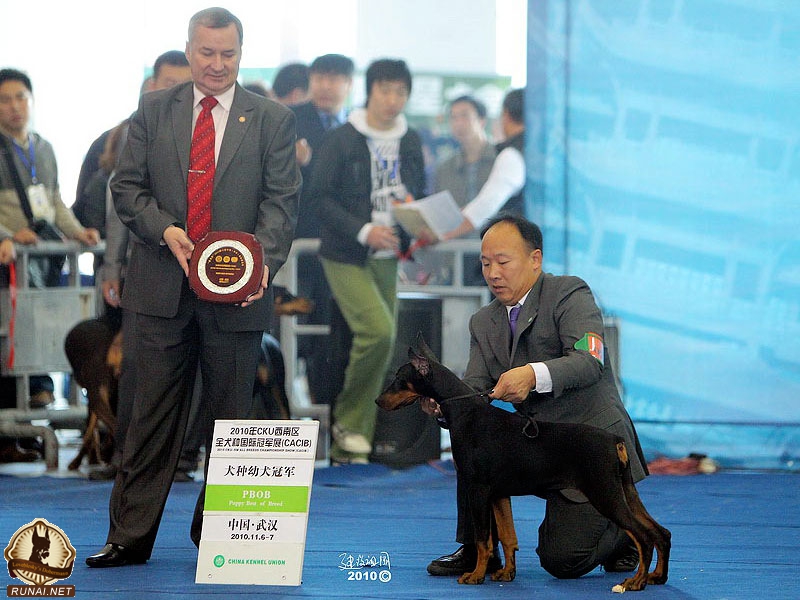 2010年CKU西南区全犬种国际冠军展（CACIB）